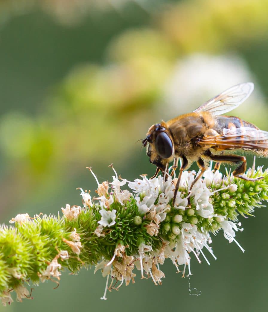 biodiversity research at JADS and Naturalis